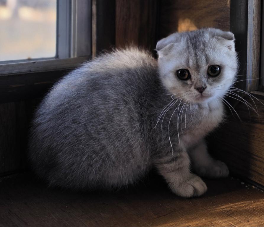 Cinnamon photo 4