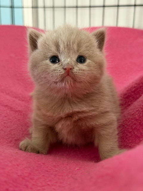 British Shorthair Lilac Female photo 1