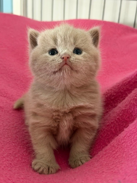 British Shorthair Lilac Female photo 2