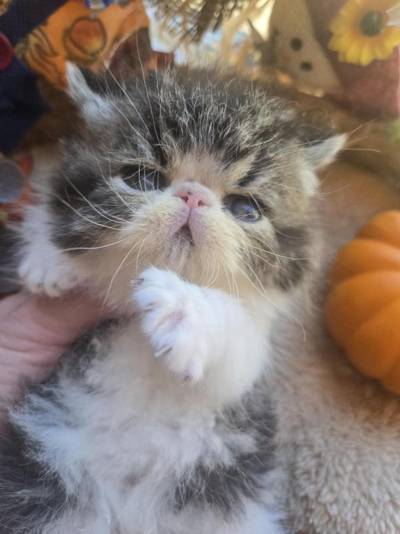 Brown Tabby Exotic Shorthair Male Kitten photo 1
