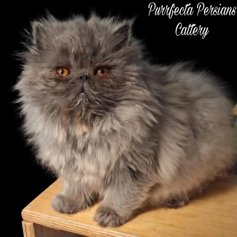 Cfa Blue Female Persian Kitten photo 1