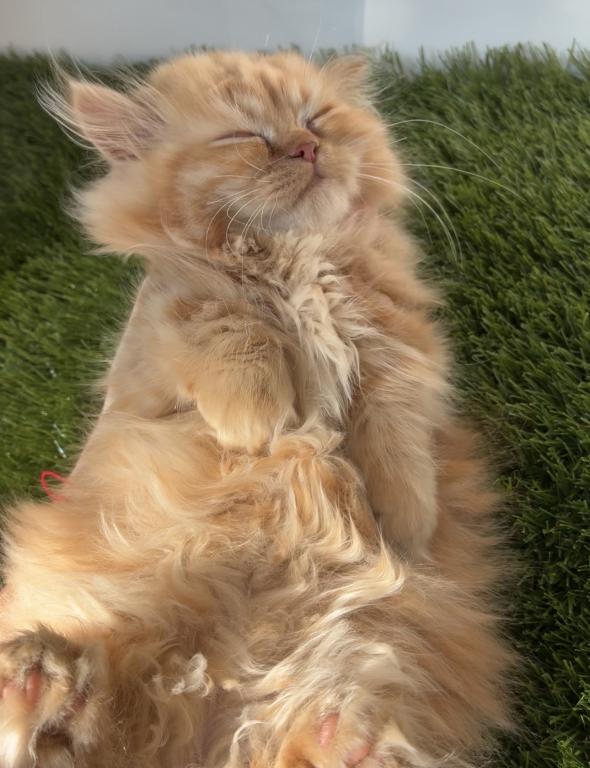 Female Red Tabby Munchkin Kitten photo 10
