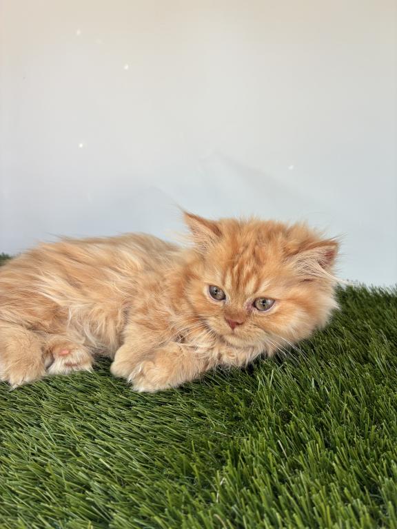 Female Red Tabby Munchkin Kitten photo 8