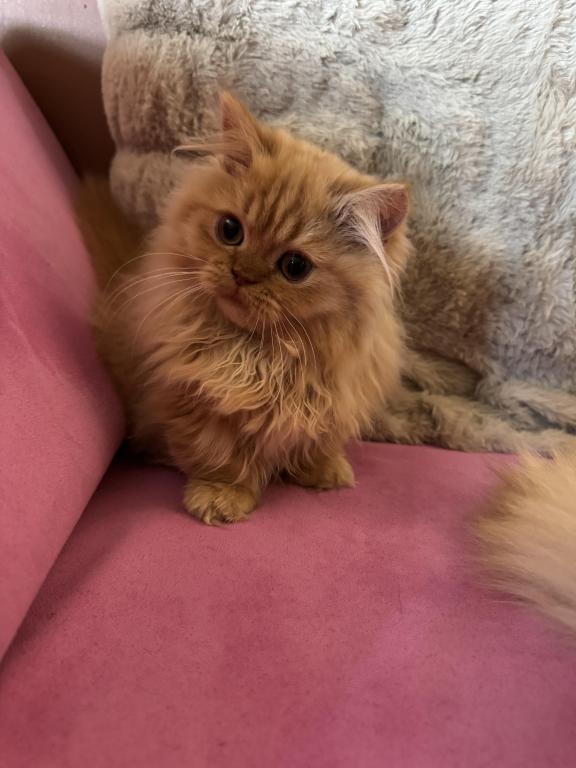 Female Red Tabby Munchkin Kitten photo 1