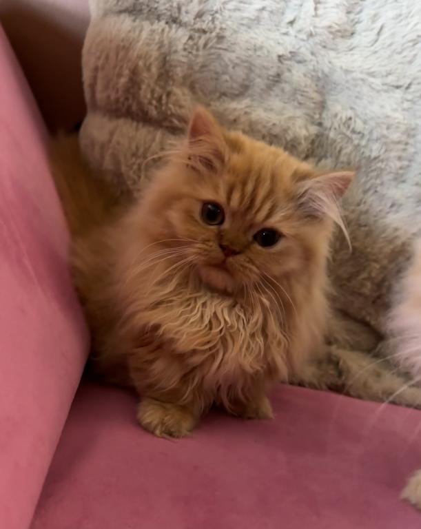 Female Red Tabby Munchkin Kitten photo 6