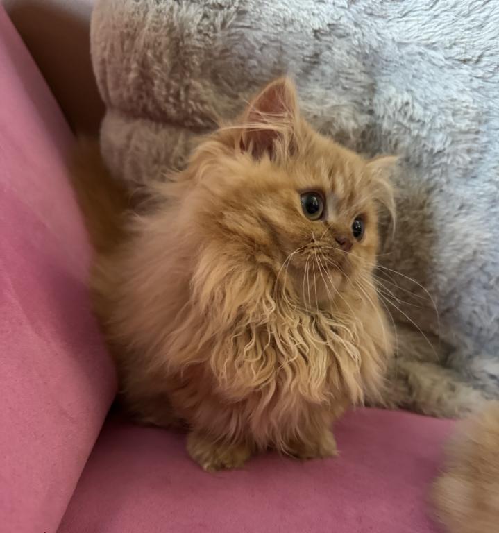 Female Red Tabby Munchkin Kitten photo 4