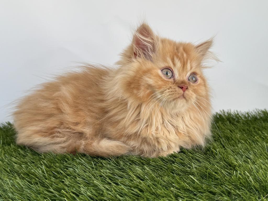 Female Red Tabby Munchkin Kitten photo 7