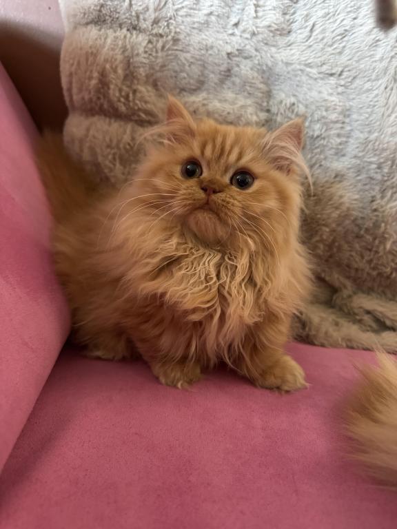 Female Red Tabby Munchkin Kitten photo 5