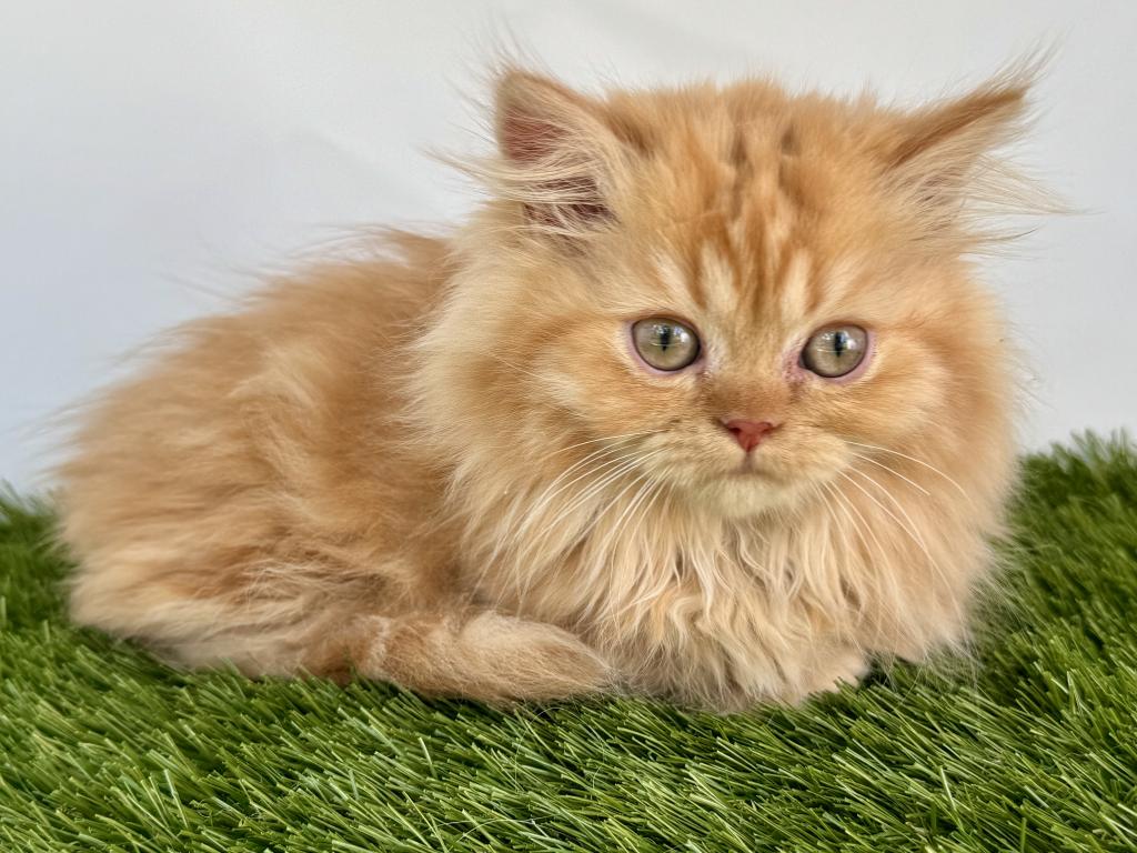 Female Red Tabby Munchkin Kitten photo 9