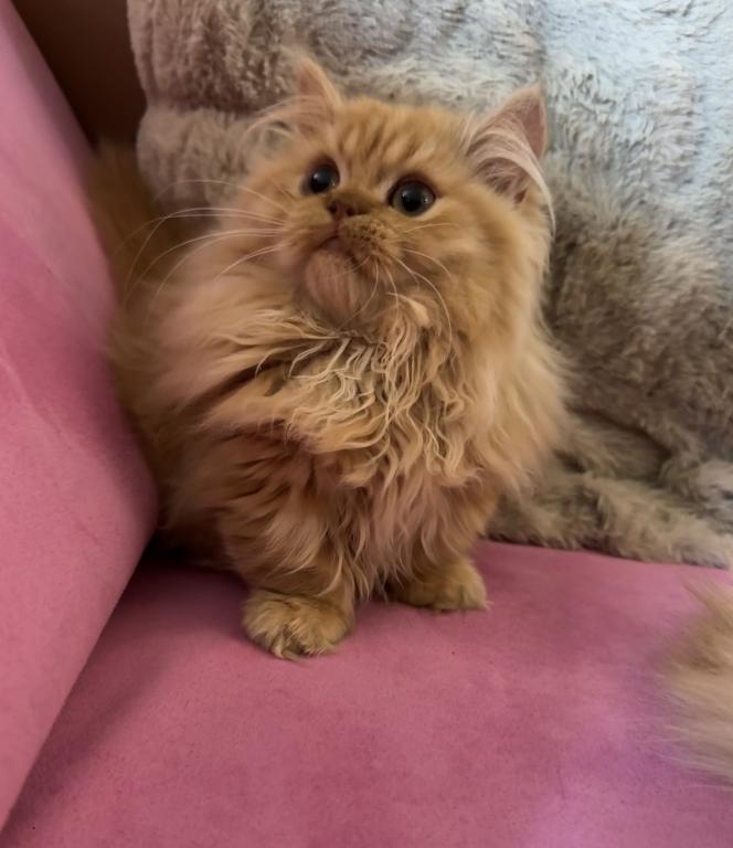 Female Red Tabby Munchkin Kitten photo 3