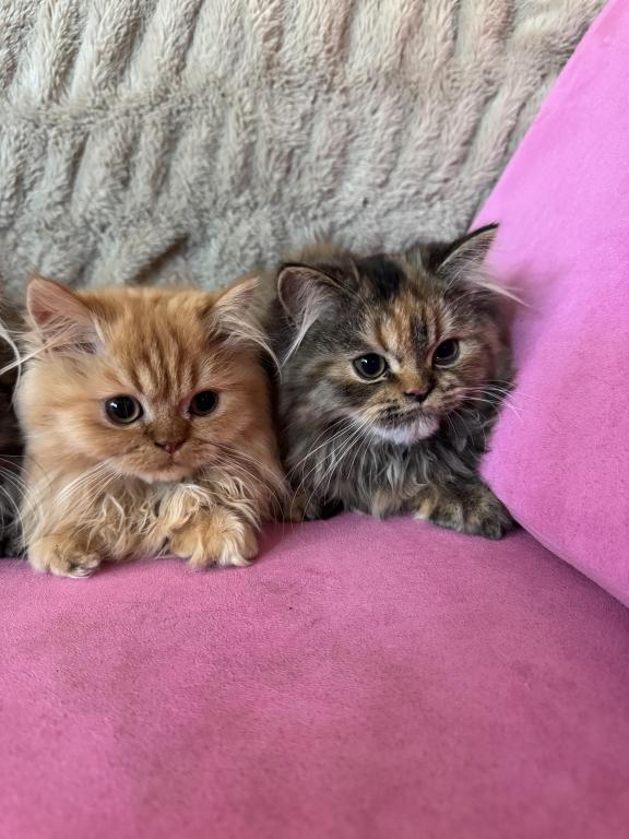 Female Red Tabby Munchkin Kitten photo 2