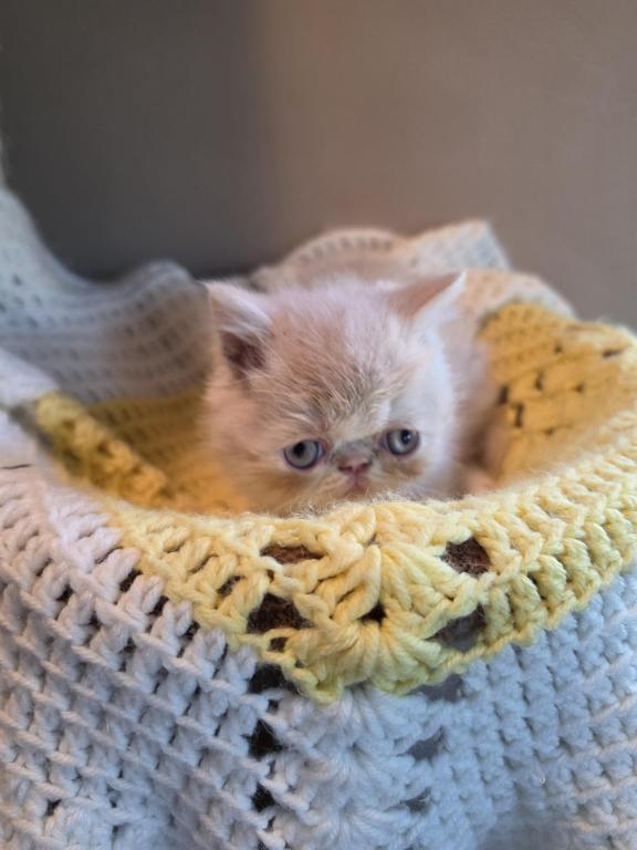 Cream And White Kitten photo 2