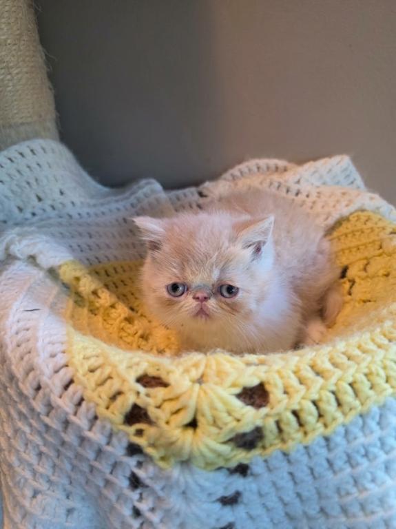 Cream And White Kitten photo 1