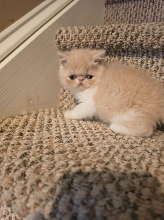 Cream And White Kitten photo 4