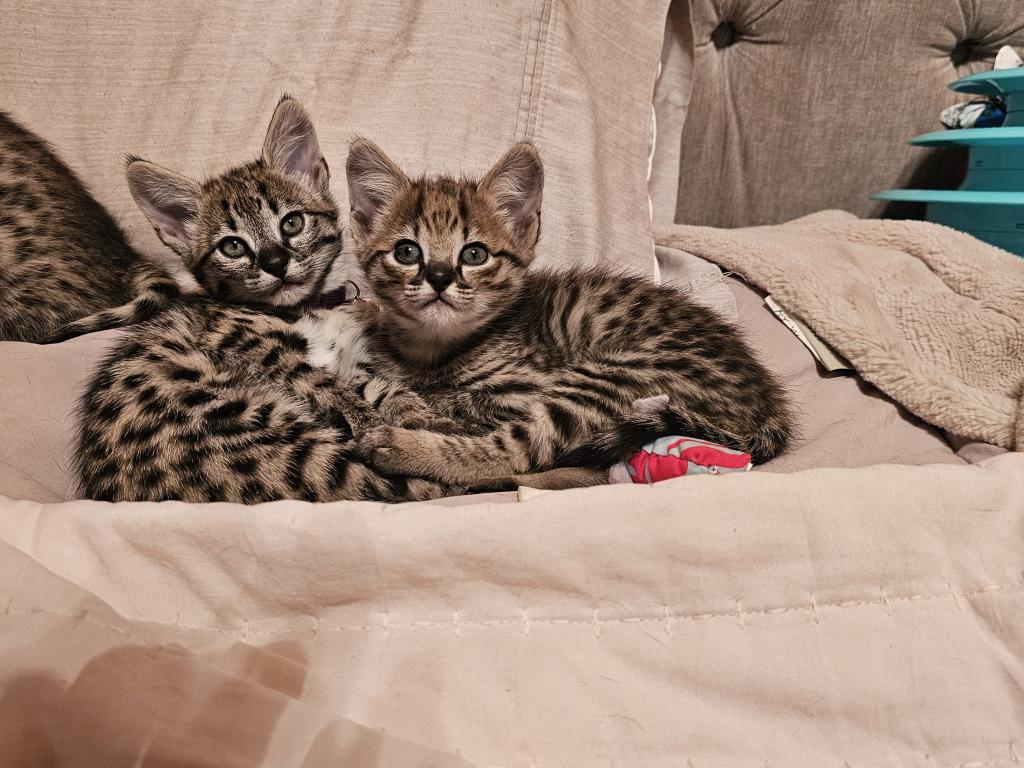 F2 Savannah Kittens