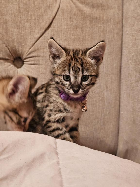 F2 Savannah Kittens photo 3