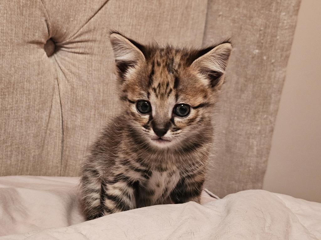 F2 Savannah Kittens photo 4