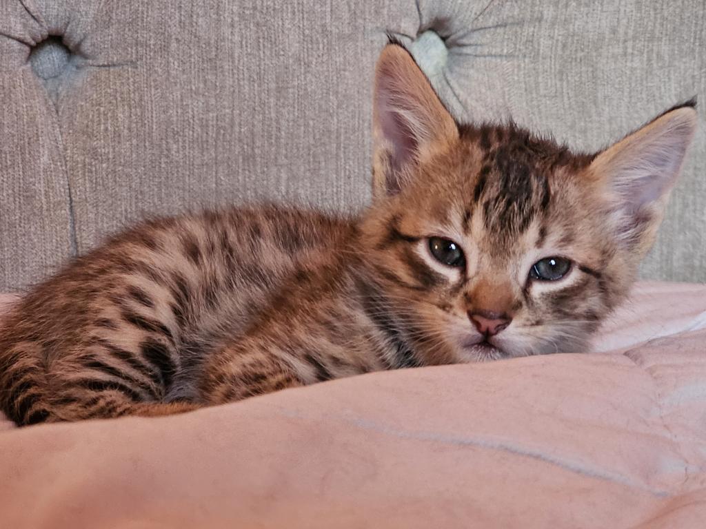 F2 Savannah Kittens photo 2