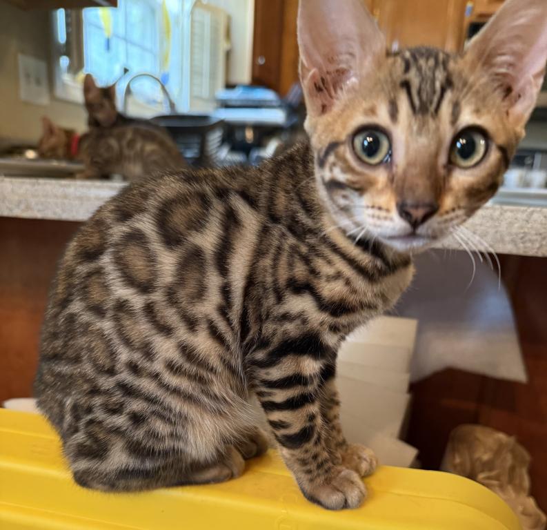 Zoe Litter