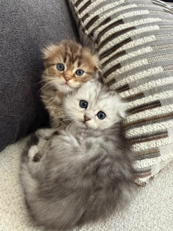 Scottish Fold photo 2