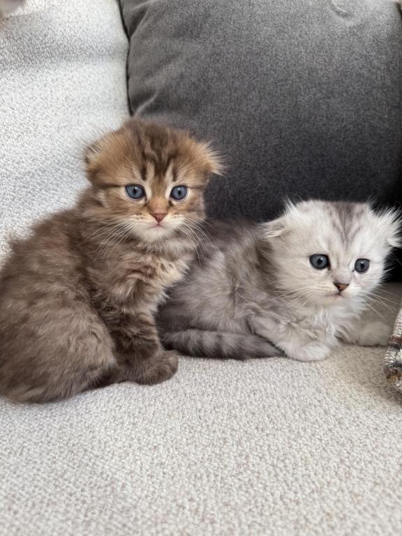 Scottish Fold photo 6