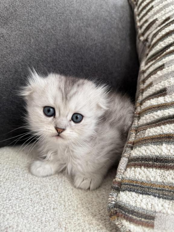 Scottish Fold photo 4