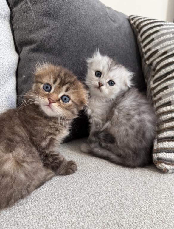 Scottish Fold photo 5