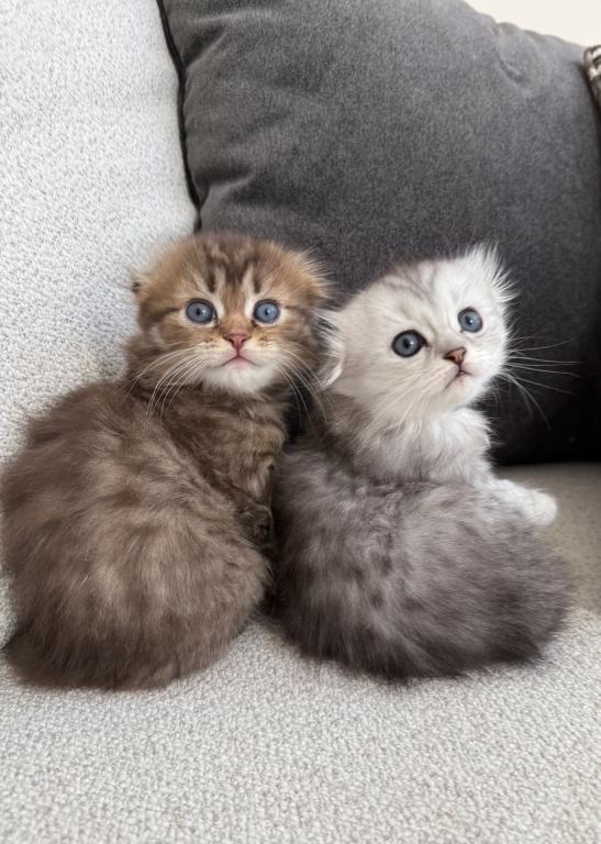 Scottish Fold photo 1