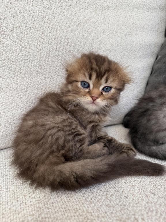 Scottish Fold photo 3