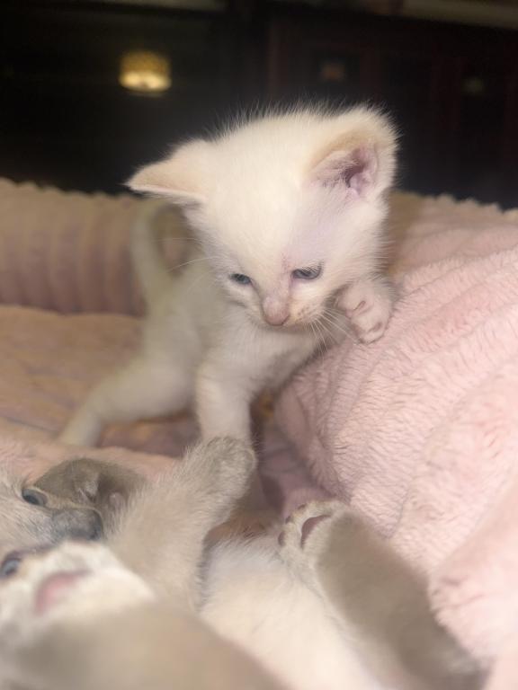Flame Point Kitten Male photo 2