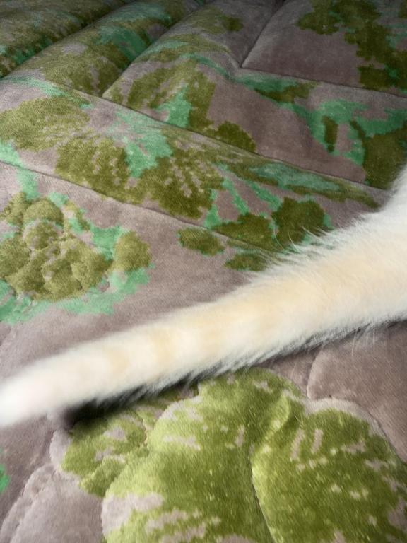 Flame Point Kitten Male photo 8