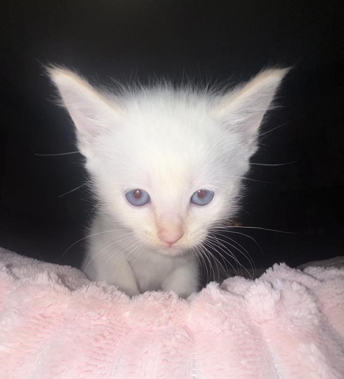 Flame Point Kitten Male photo 6