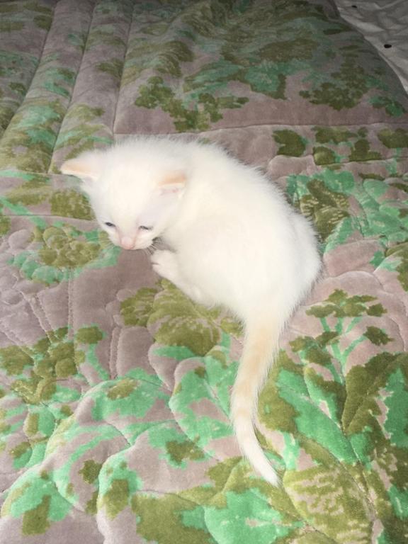 Flame Point Kitten Male photo 10