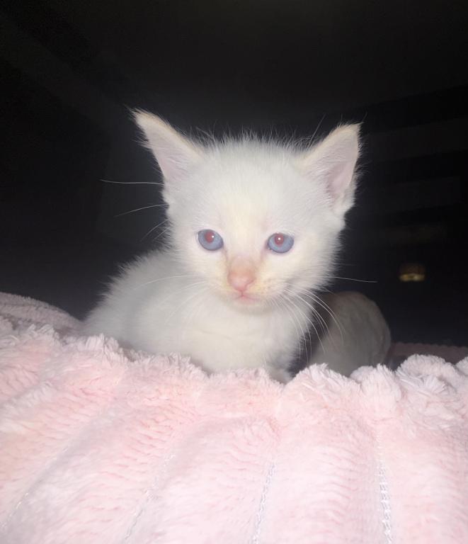 Flame Point Kitten Male photo 1