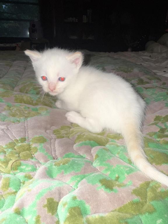 Flame Point Kitten Male photo 9