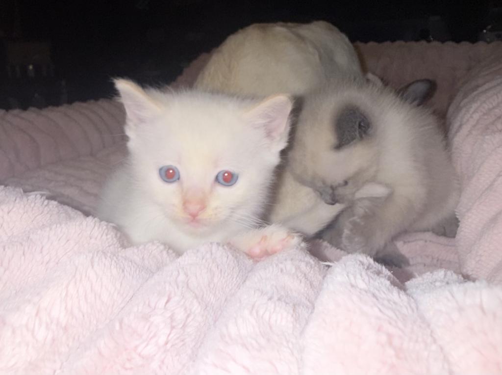 Flame Point Kitten Male photo 4