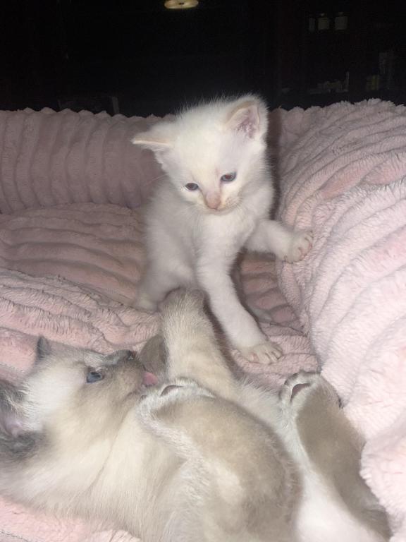 Flame Point Kitten Male photo 3