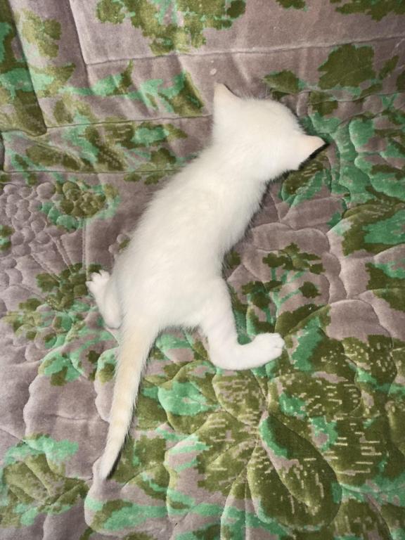 Flame Point Kitten Male photo 7