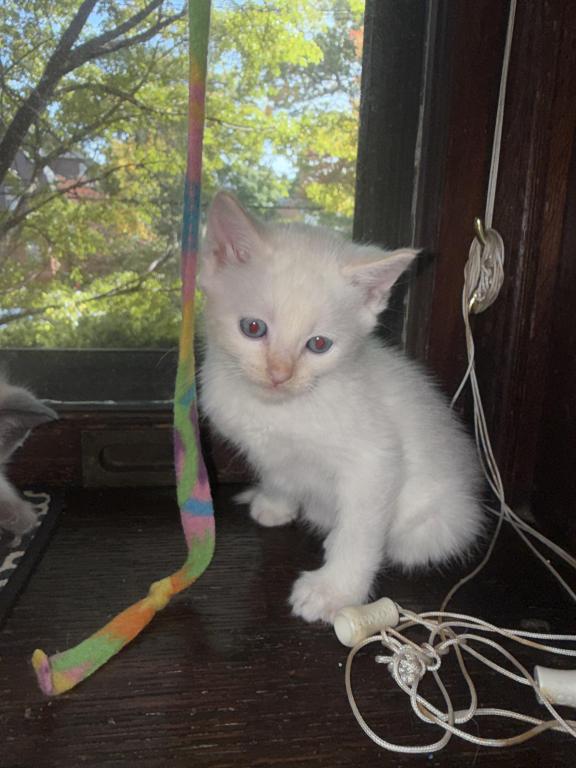 Flame Point Kitten Male photo 11