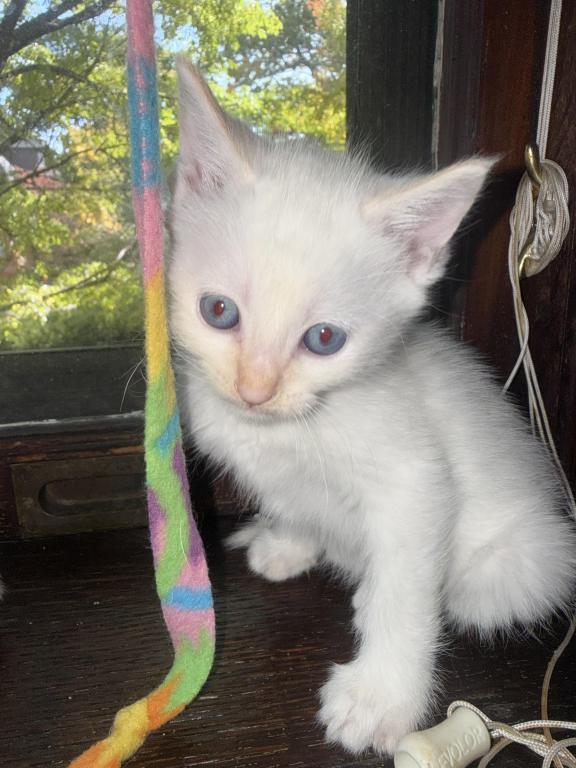 Flame Point Kitten Male photo 13