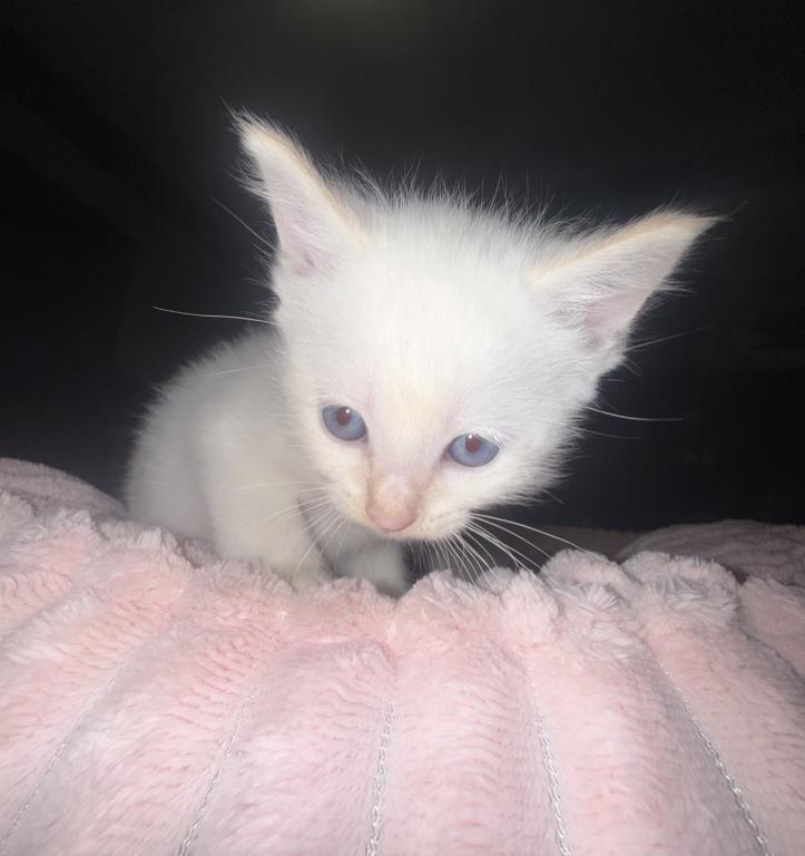 Flame Point Kitten Male photo 5