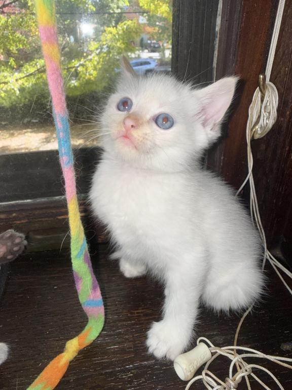 Flame Point Kitten Male photo 12