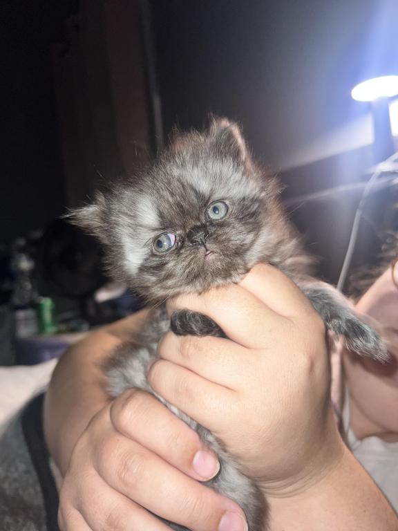Persian Female Smoke Coat