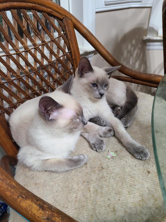 Blue Point Kittens photo 1