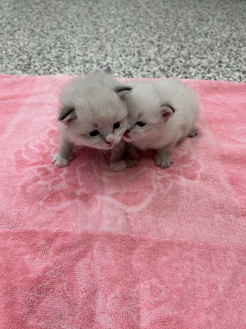Pearls Litter photo 2