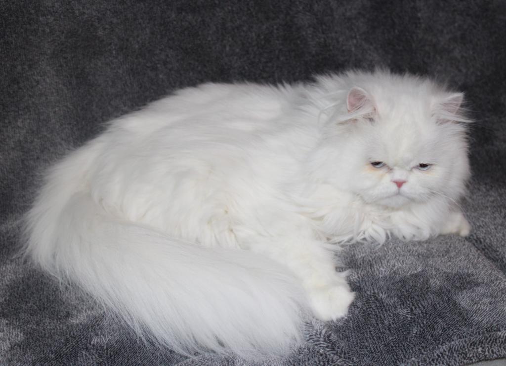 Luna photo 6