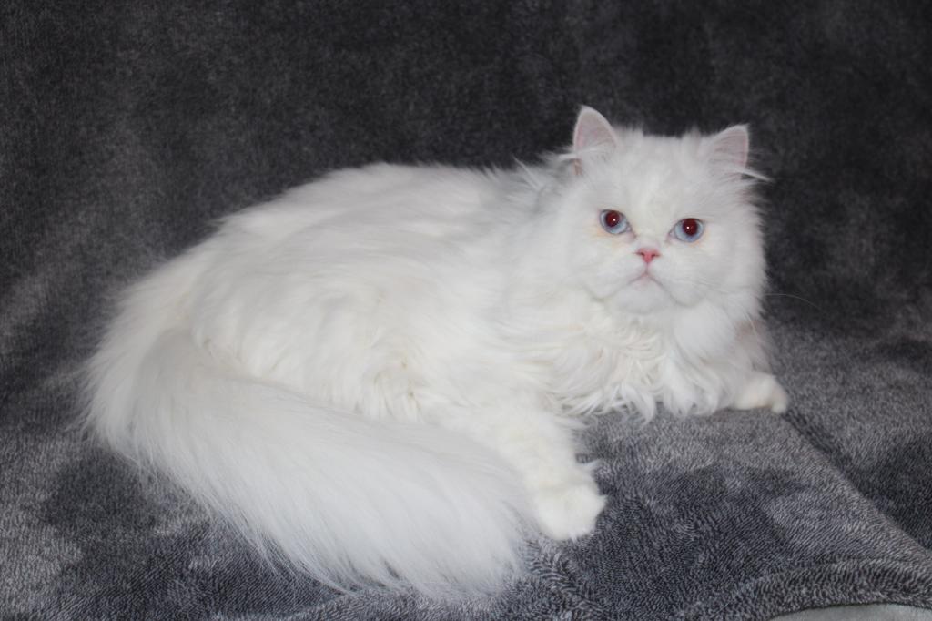 Luna photo 1