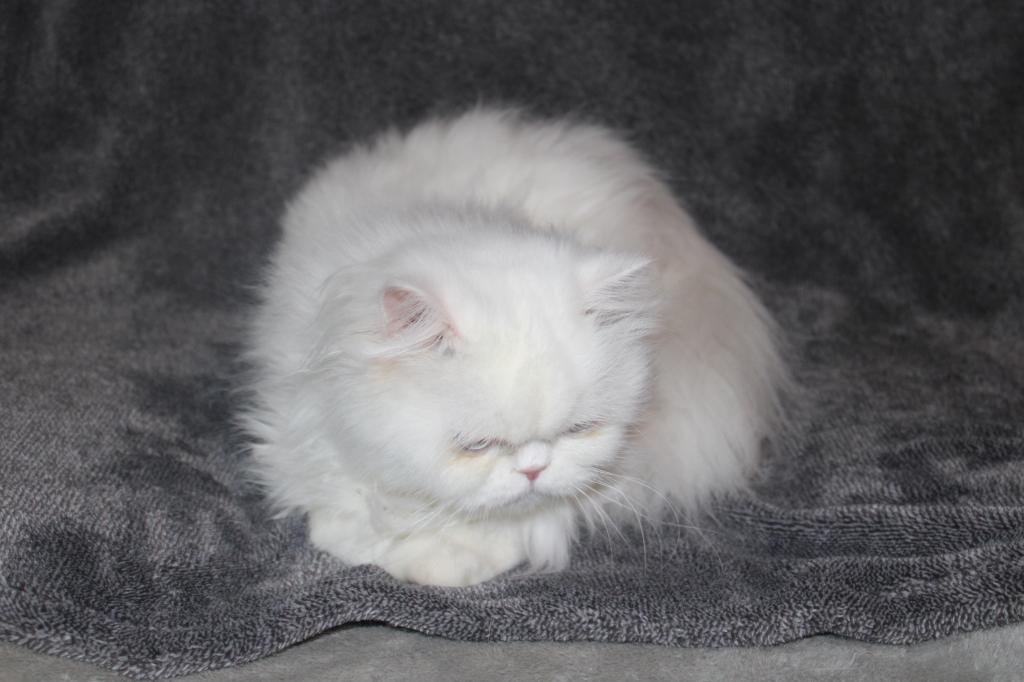 Luna photo 3