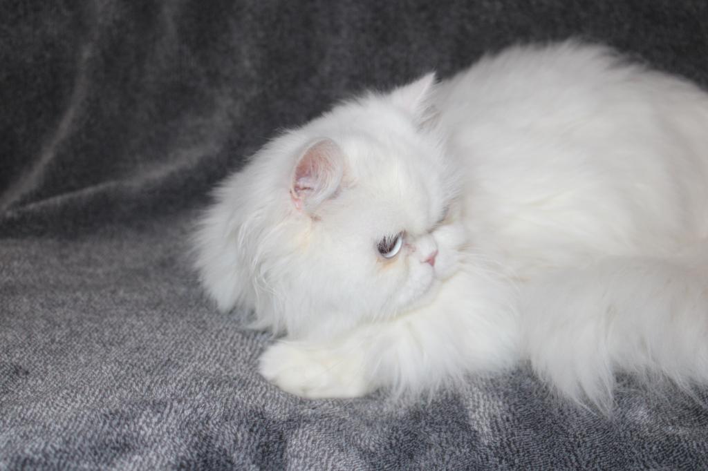 Luna photo 4