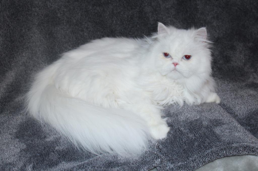 Luna photo 5